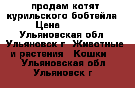 продам котят курильского бобтейла › Цена ­ 5 000 - Ульяновская обл., Ульяновск г. Животные и растения » Кошки   . Ульяновская обл.,Ульяновск г.